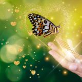 ✨🐛🦋Amakahya Codes de lumière ✨🐛🦋