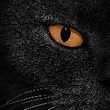 Кот Бегемот