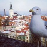 Экспаты — Work in Estonia