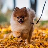 Шпицы 🤩