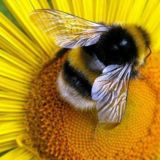 Только правильный МЁД🍯