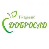 ФИЛИС | Питомник растений