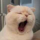 catland