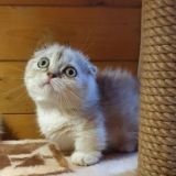 Munchkin, kittens for sale манчкин котята