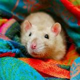 ratmoscow