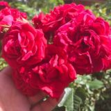 💓شيرين متن كده💓