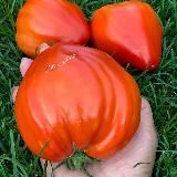 Lara_gan16 коллекционные томаты