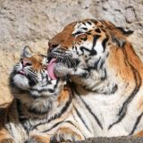 FUNNY ANIMALS
