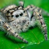 ShapeSpider