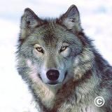 Wolfswanderungen - Germanische Heilkunde