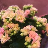 FloRada_23