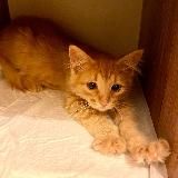 Пушистые бездомыши - berrycat.ru