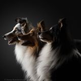 3shelti