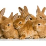 Уууф, Зайчики🐰