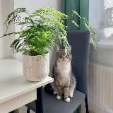 Лера Котик