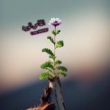 صباح الخير ، انفاس الورد