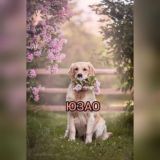 ЮЗАО_Dogs