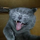 @Кот - Обормот 😹