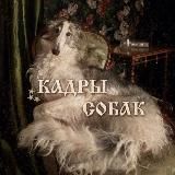 🐶🕷️Кадры Собак🕷️🐶