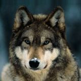 Seguidores de EL LOBO ESTEPARIO