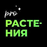 PRO Растения