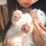 kattamess