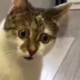 Смешные видео про животных | Funny Animals