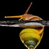 Улита, высунь рога! / Schnecke