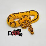 ARP's Channel