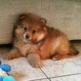 🐶MONDO CANI🐶🐕