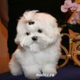 Щенки МАЛЬТЕЗЕ ❤️ МАЛЬТИЙСКАЯ БОЛОНКА И МАЛЬТИПУ питомник DAILY LOVE www Maltiz.ru❤️ продажа