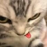 sonix_lavix
