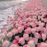 𝑷𝒓𝒊𝒏𝒄𝒆𝒔𝒔 👑