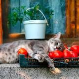 Двор и дача