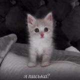 Наличие кукол😻
