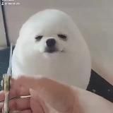 Розыгрышик