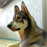 Lakiwolf