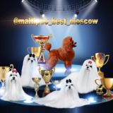 Мальтипу Maltipoo