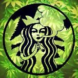 🌿Canna Girls