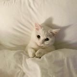 MAURICE The CAT | 🎧