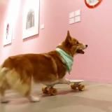Corgiya™ Info