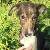 «Щенячий Ангел» PuppyAngel911 🐶