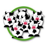 33 коровы