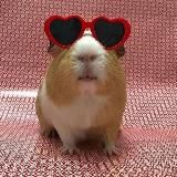Морские Свинки🐹