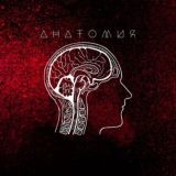 Анатомия