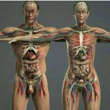 ANATOMIYA