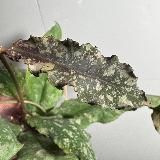 Object plants
