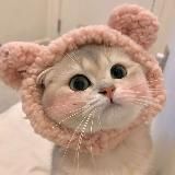 MimiCat