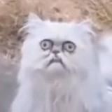 КОТОФИЛОСОФ