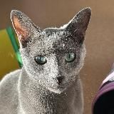 🐈⬛Матисья жизнь